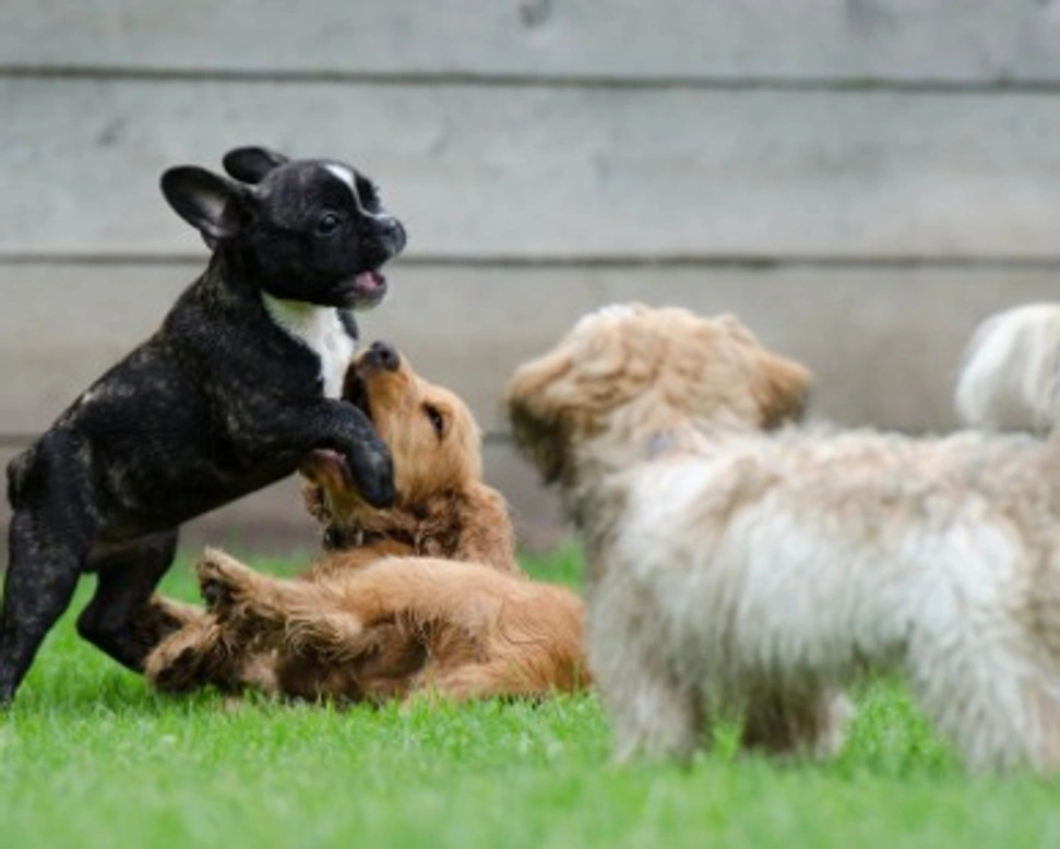 Come curare la gastroenterite nei cani, sintomi e come si cura
