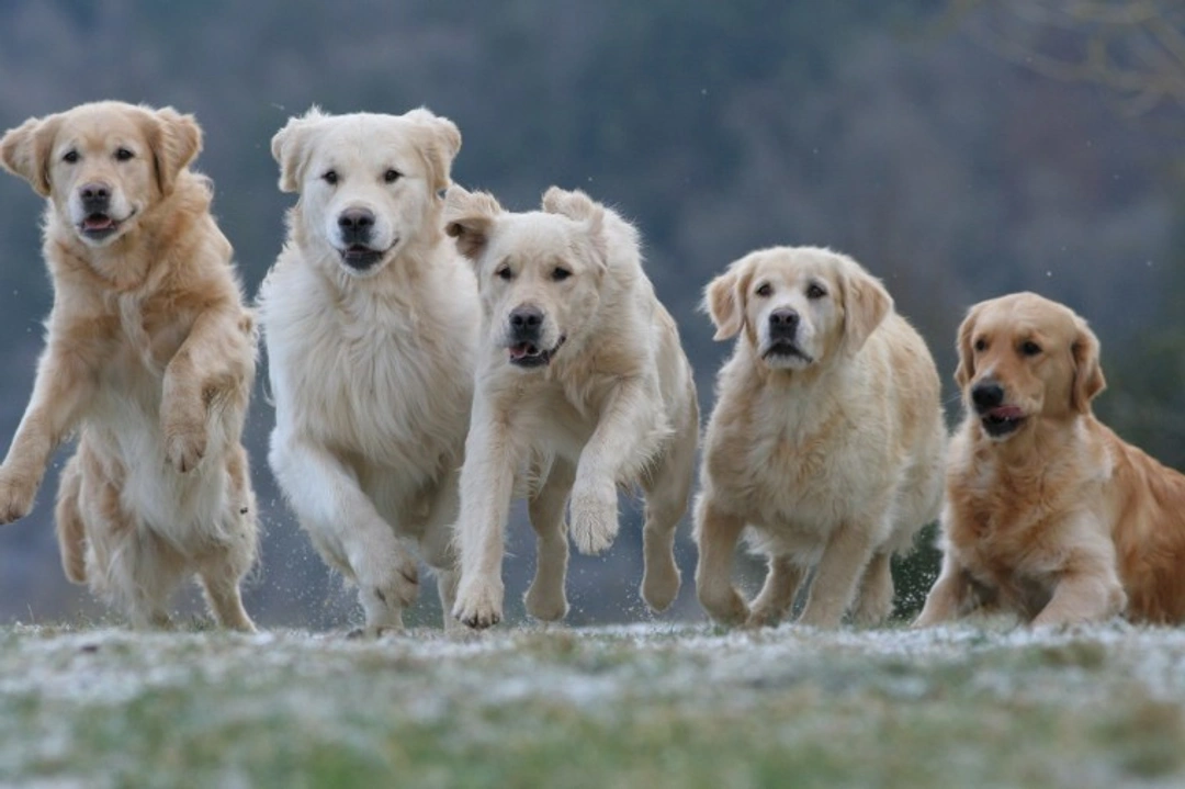 Can Female Dogs Be Alpha? Understanding Dog Pack Dynamics