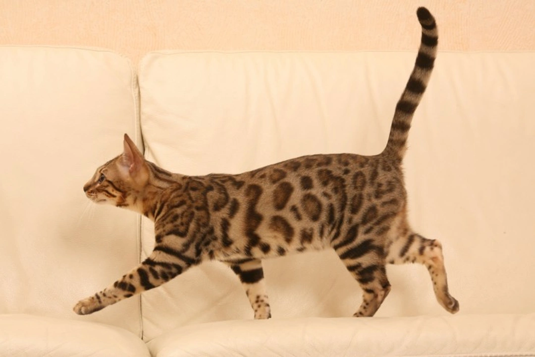 Cats and spinal injuries: Causes, symptoms and treatment