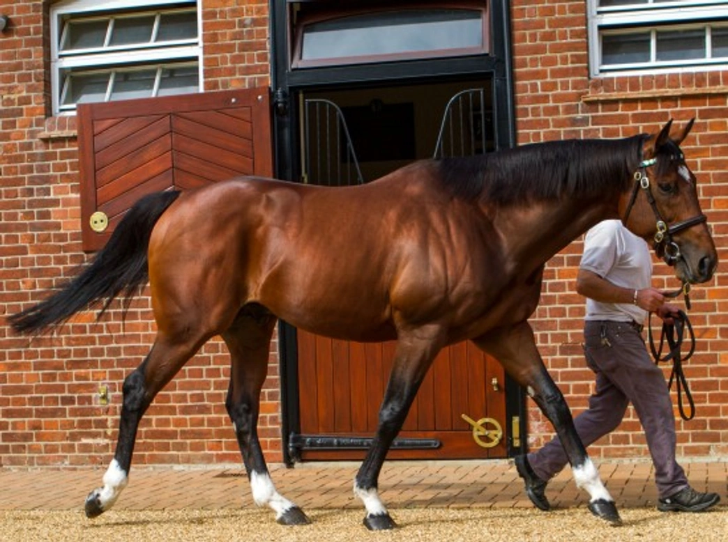 Top 10 Most Expensive Horses Ever Sold in UK