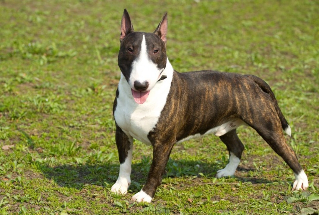 Lethal Acrodermatitis DNA Testing for English Bull Terriers