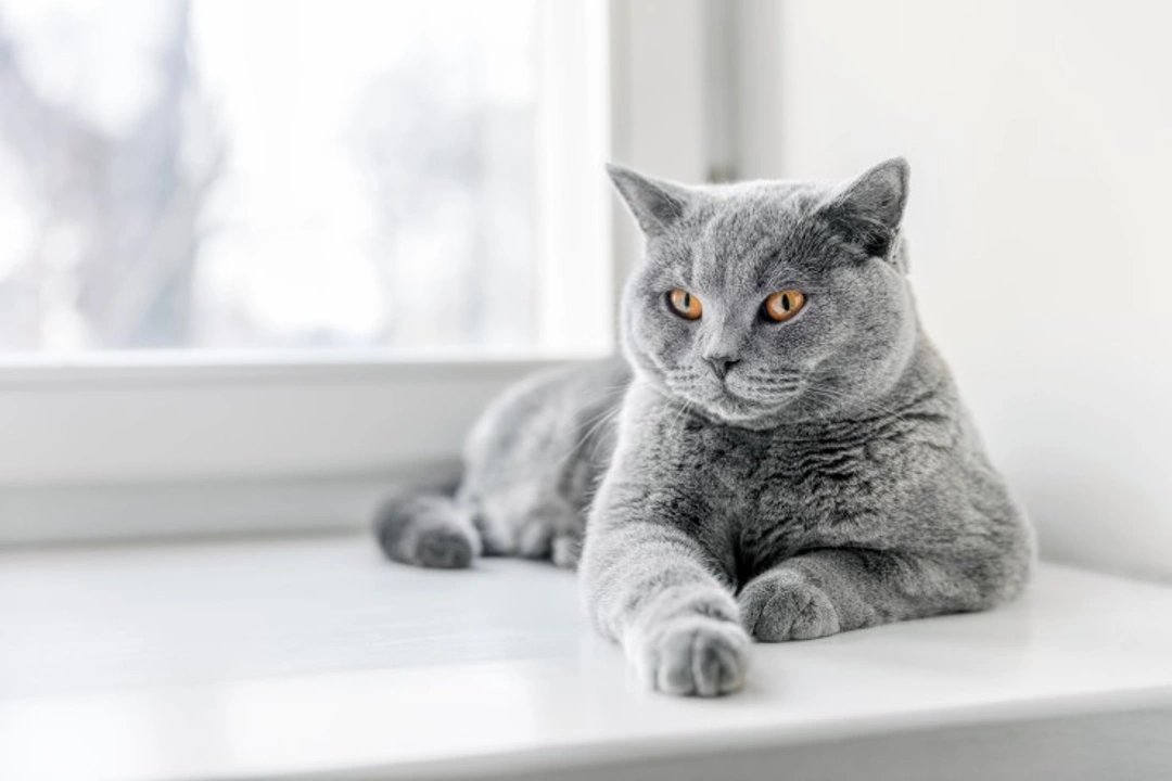 Why Cats Purr Quietly: Silent Cat Purring Explained