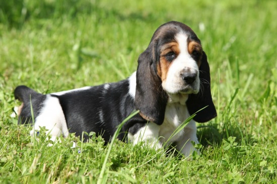 Essential Info for Potential Basset Hound Buyers