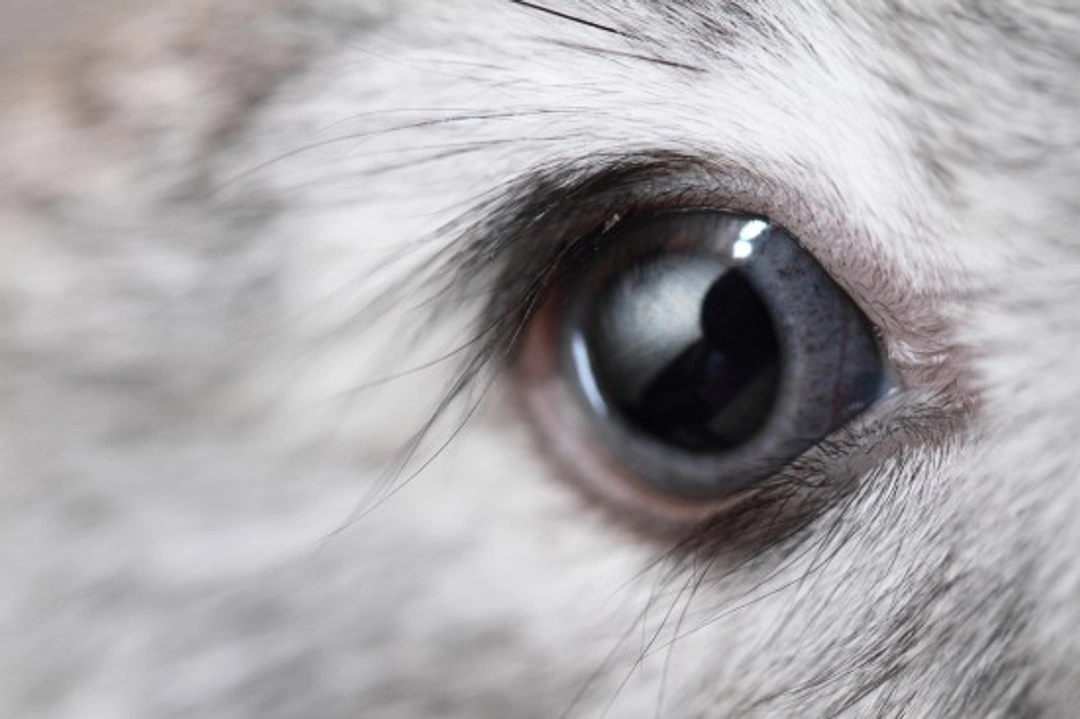 Rabbits and Their Unique Vision: How They See the World