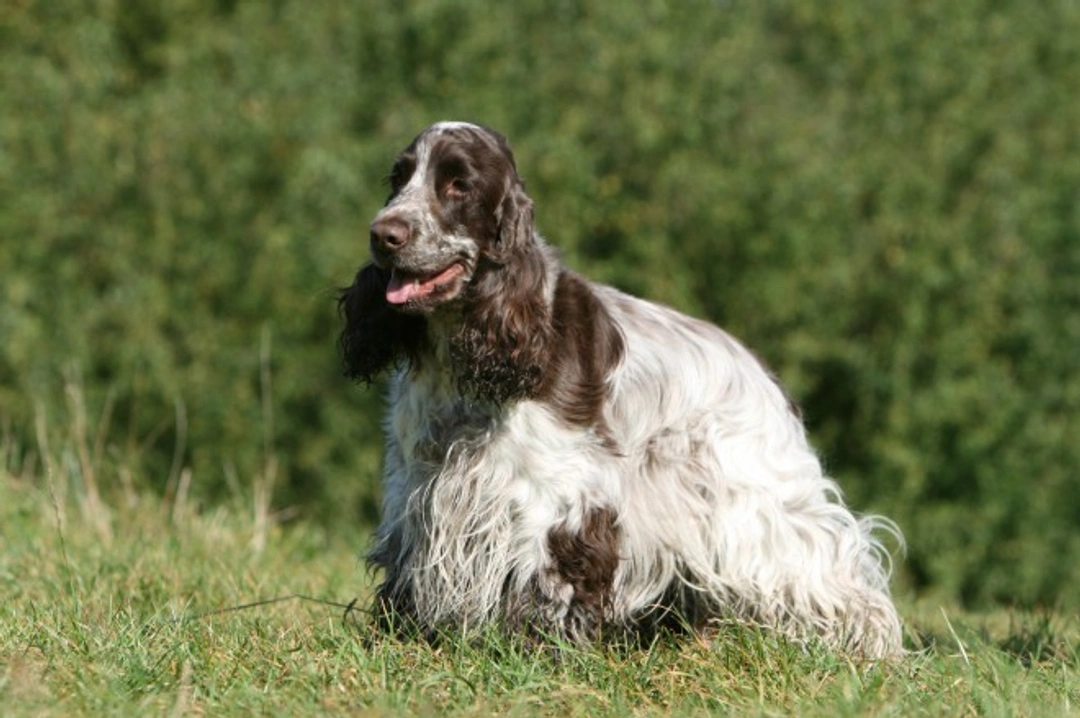 Lovely Parti-coloured Cocker Spaniel Guide: Colours & Care