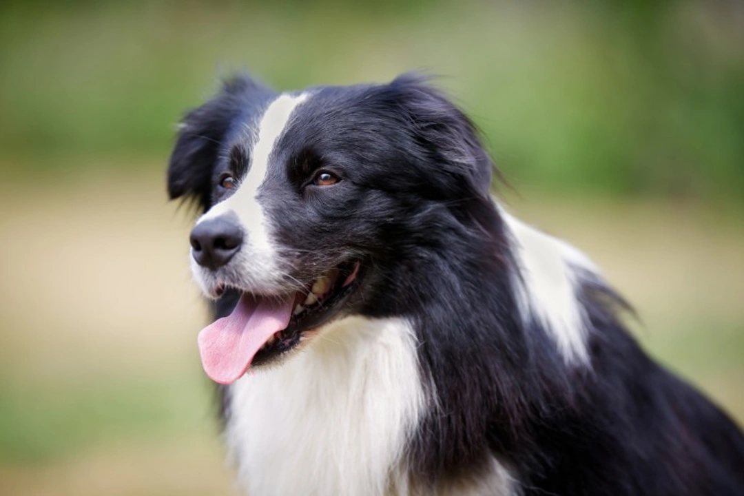 Border Collie Frequently Asked Questions 2025