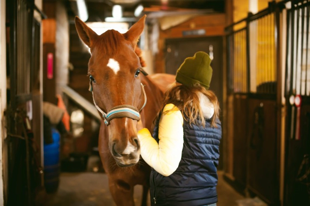How to Keep Your Horse Calm and Safe on Bonfire Night