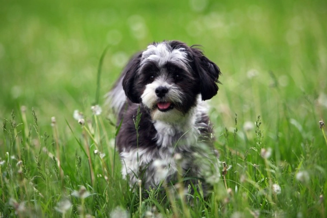 10 Essential Facts About Malshi Dogs Before You Buy