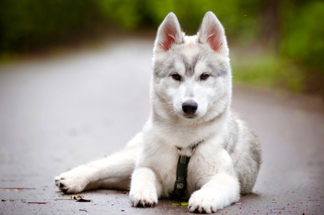 5 Wolf-Like Behaviours Our Dogs Show Daily