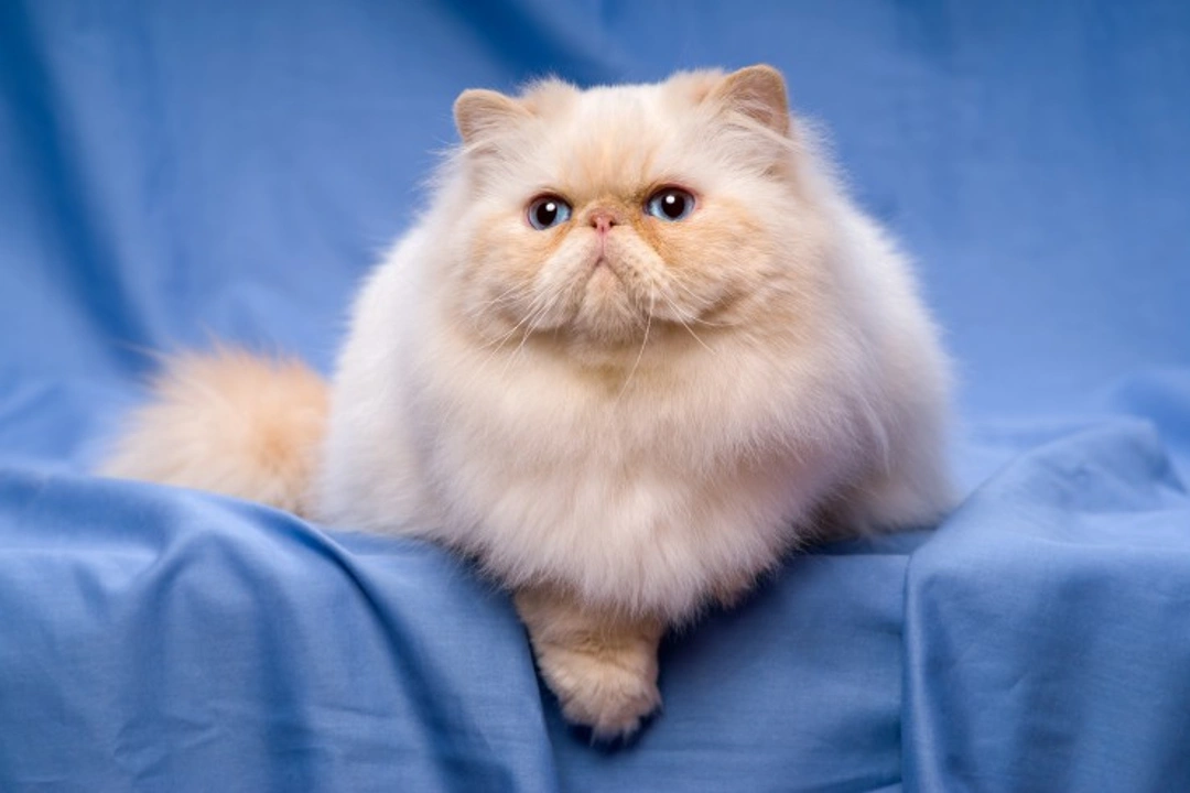 Five Key Personality Traits of the Persian Cat