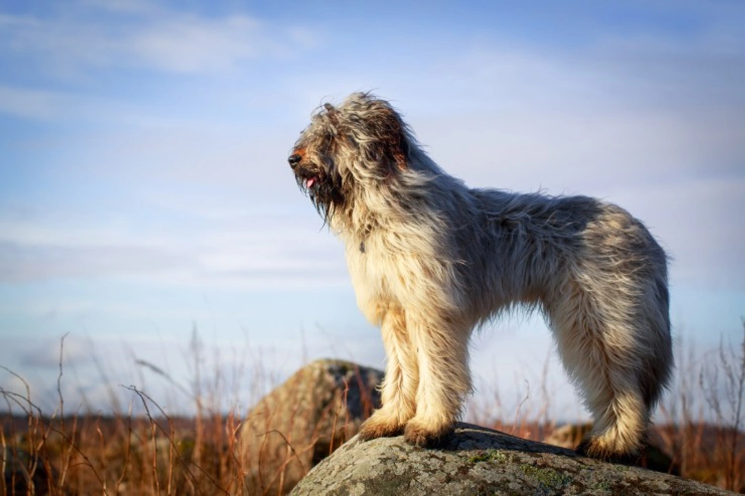 Otterhounds: Rare Breed Making a Wonderful Family Pet