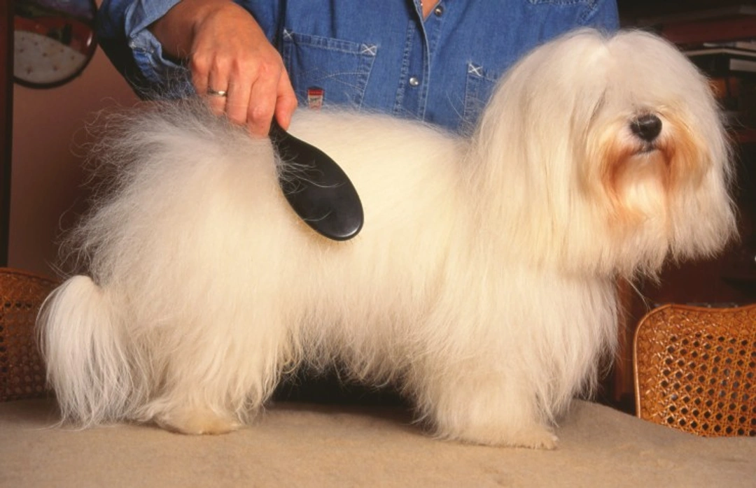 How to Manage and Prevent Hairballs in Dogs