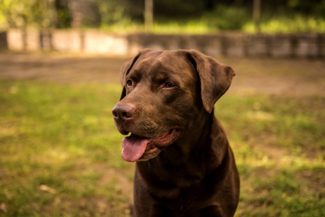 Reasons Your Trained Dog Has Started House Soiling