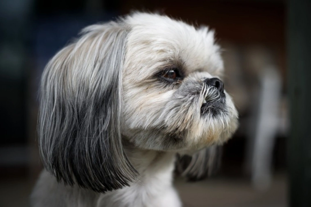 Shih Tzu Hereditary Health & Testing Guide