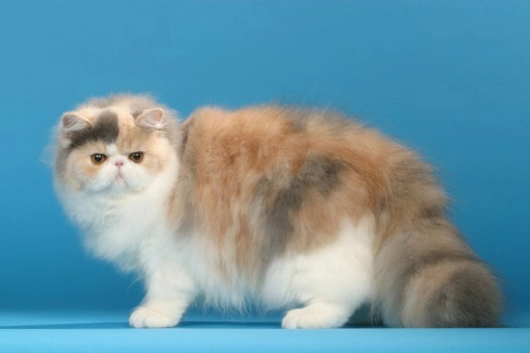 Pedigree Cats Exposed: Could Cats Be Next Under Spotlight?