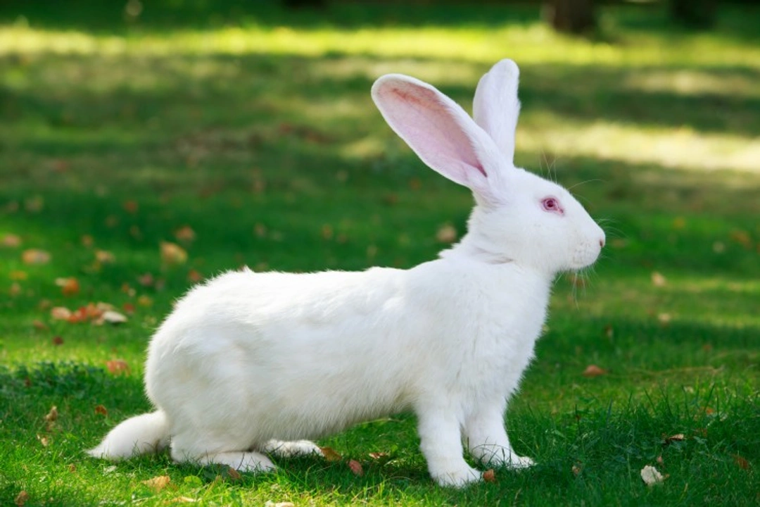 Important Rabbit Welfare Tips from the RWAF for 2025