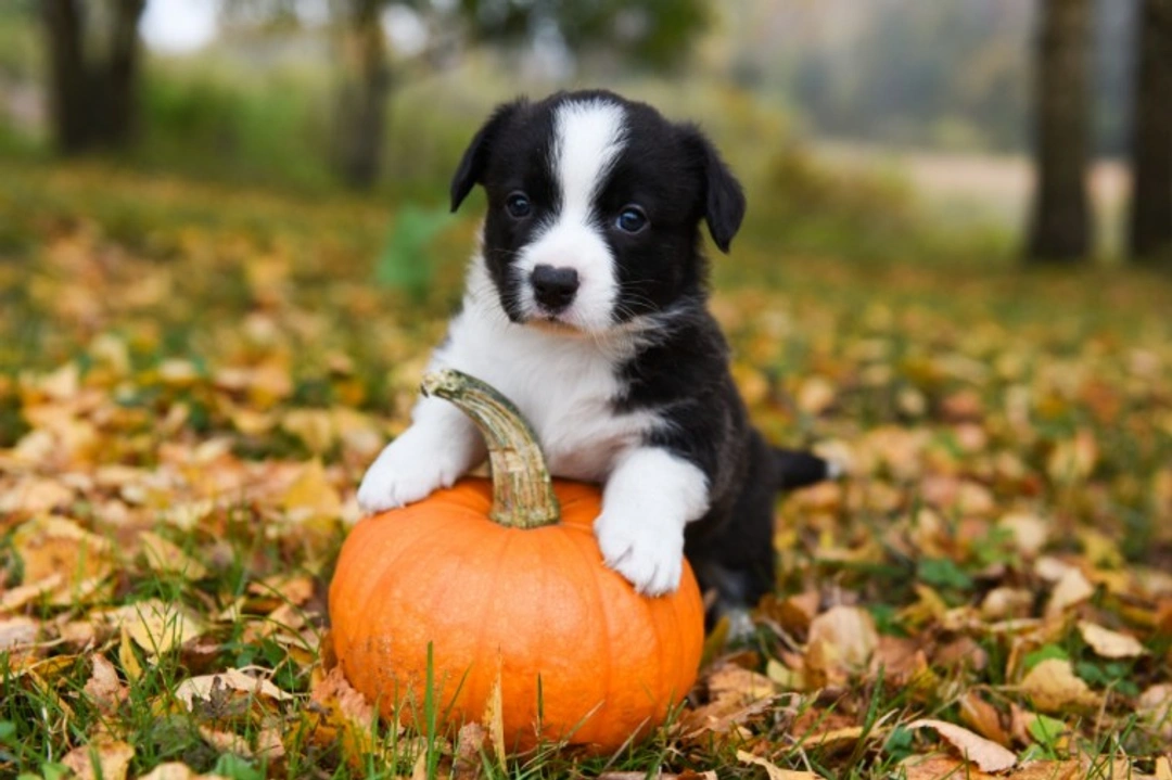 8 UK Seasonal Events Impacting Your Dog's Routine in 2025