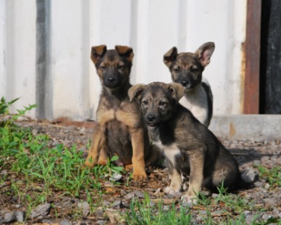 Associazioni animali: ORAA Onlus - Obiettivo Recupero Animali e Ambien