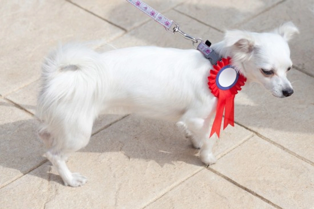 Getting Your Dog Ready for Their First Breed Show Guide