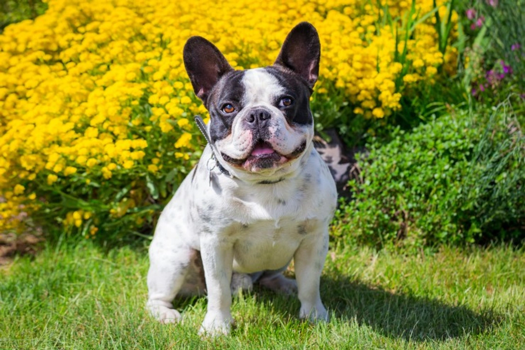 Why Pedigree Dogs Have Higher Risk Factors for Health Problems