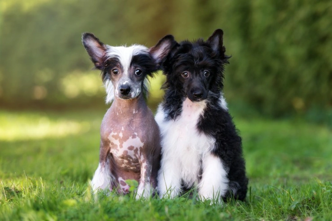 5 Dog Breeds Perfect for City and Suburban Living