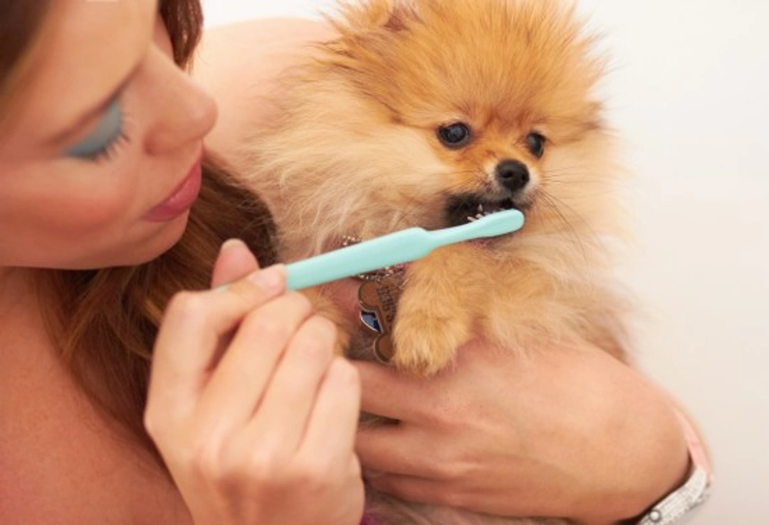 Improving your dog's dental health: essential lifelong care