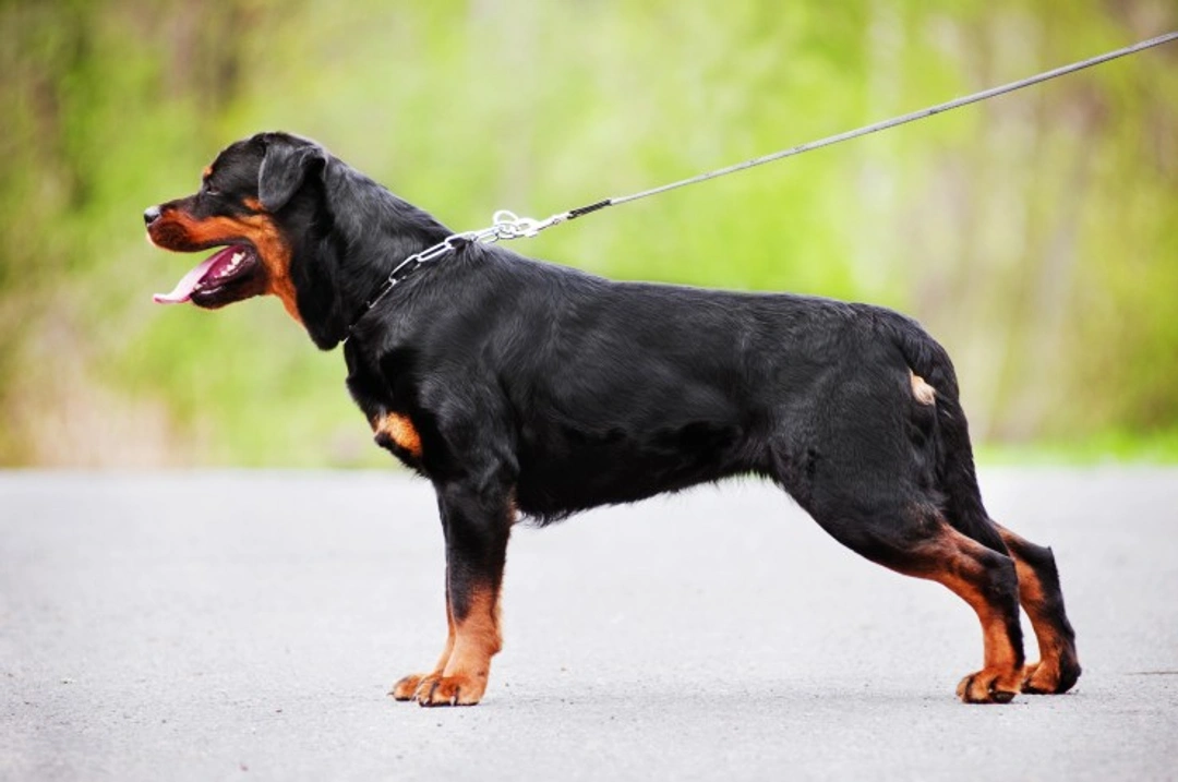 The Rottweiler and Hip Dysplasia: Causes, Care & Management