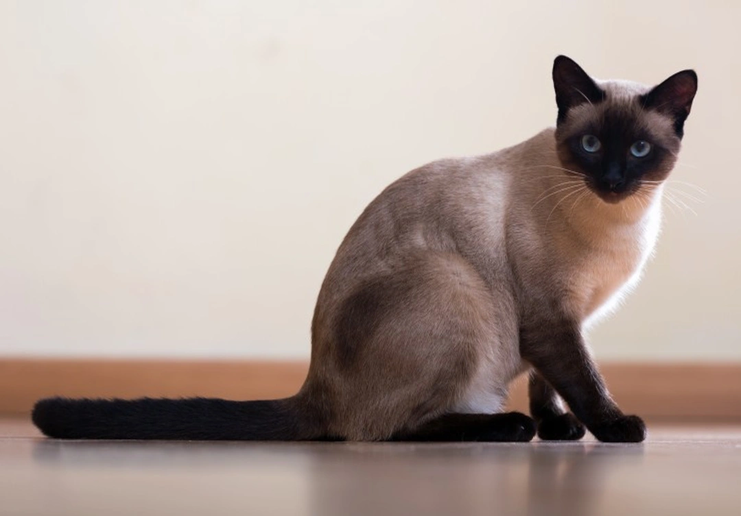 Is the Siamese Cat Breed Losing Popularity in the UK?