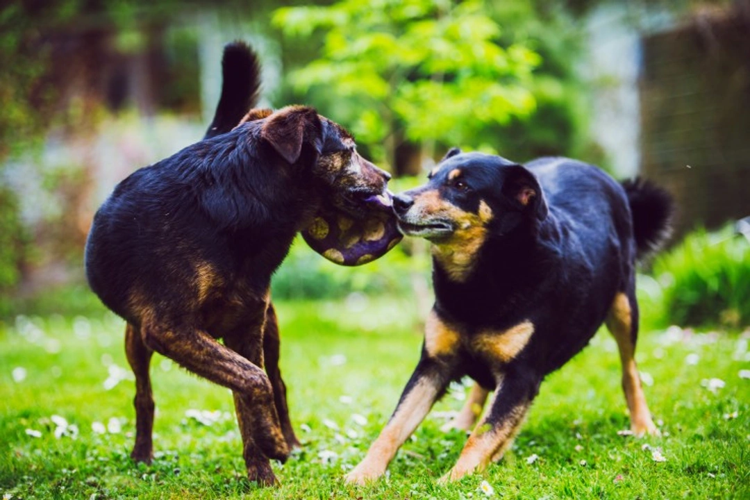 Avoiding jealousy and competition between dogs living together