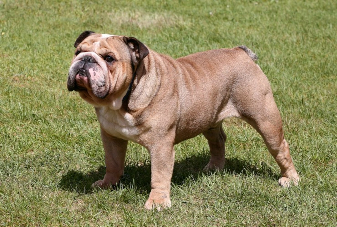 Breed Council Bulldog Health Certification Explained