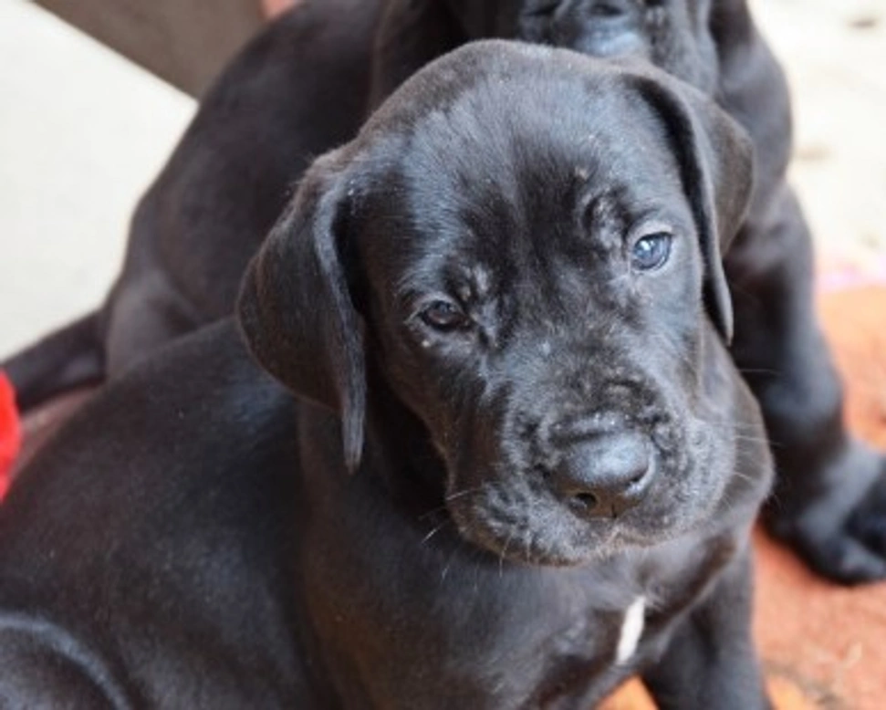 Adozioni di animali sequestrati, le cose da sapere