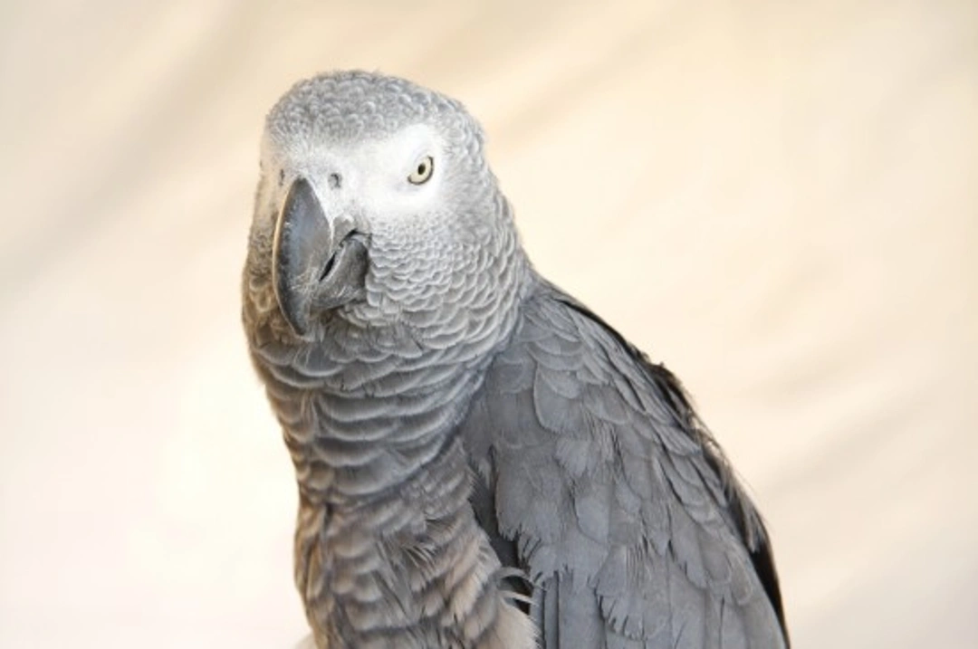 Keeping a Parrot: Settling Your New Arrival Right