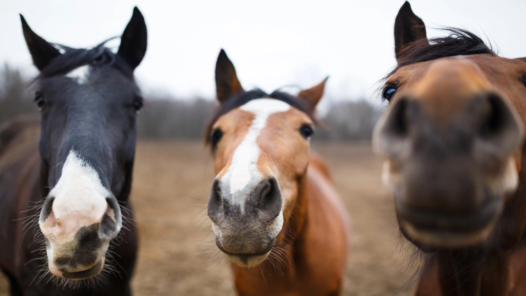 När gäller konsumentköplagen vid köp och försäljning av hästar?