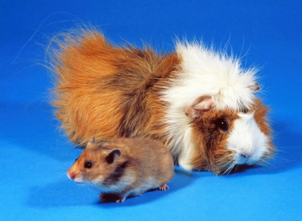 Hamster or Guinea Pig? Which Pet Suits You Best?