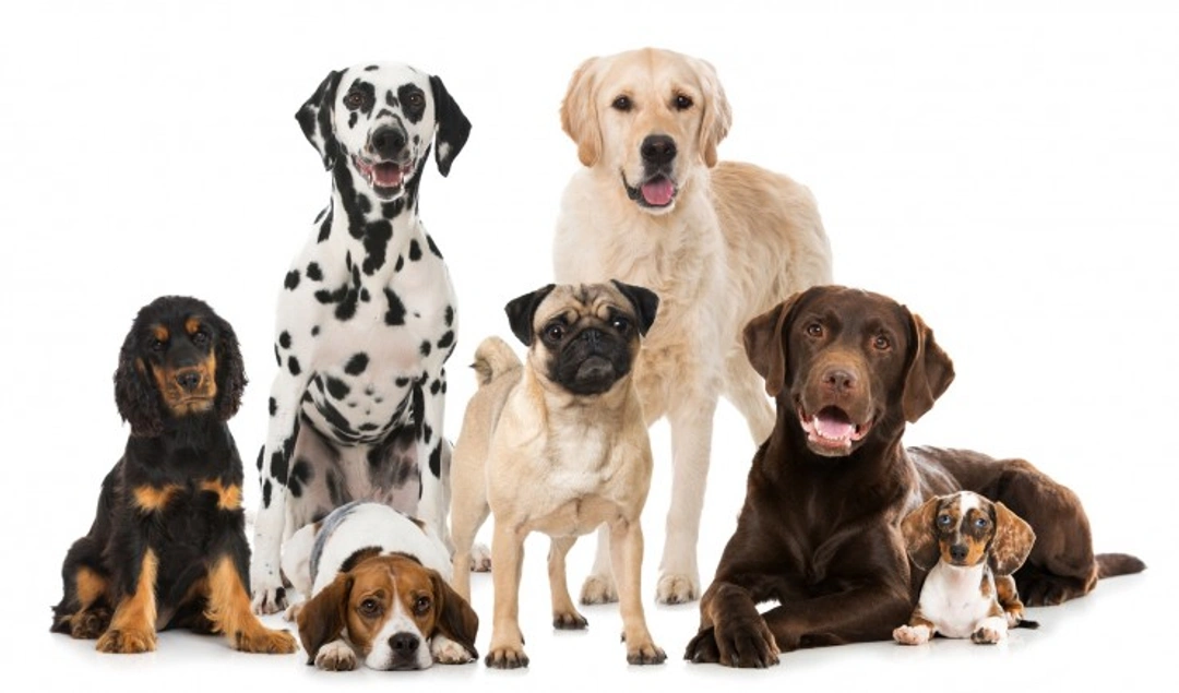 7 Best Dog Breeds for Families: Top Family Dogs in 2025