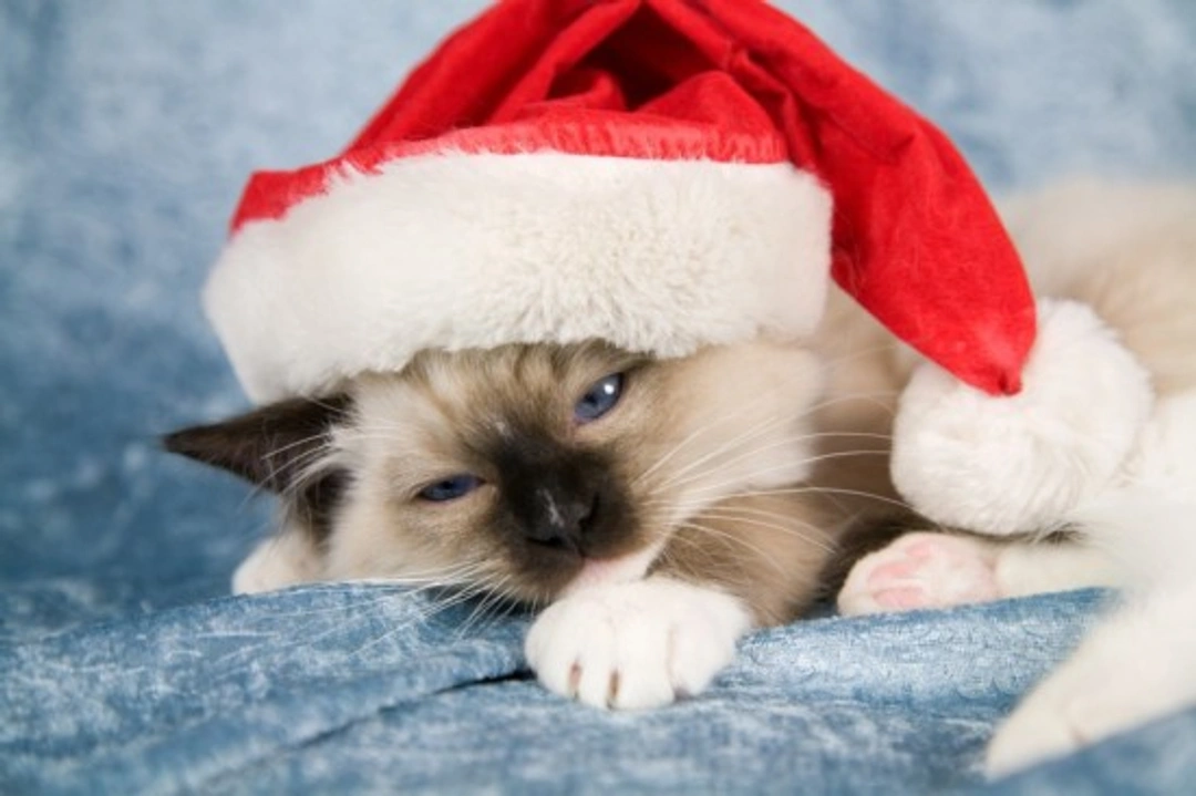 Cats and Christmas: Essential Safety Tips for a Happy Festive Season