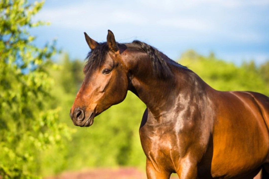Clicker Training for Horses: Does It Really Work?