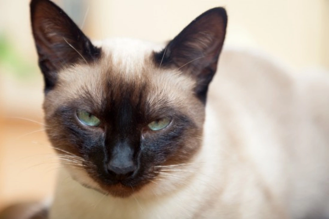 Applehead Siamese Cats: The Traditional Siamese Breed Explained