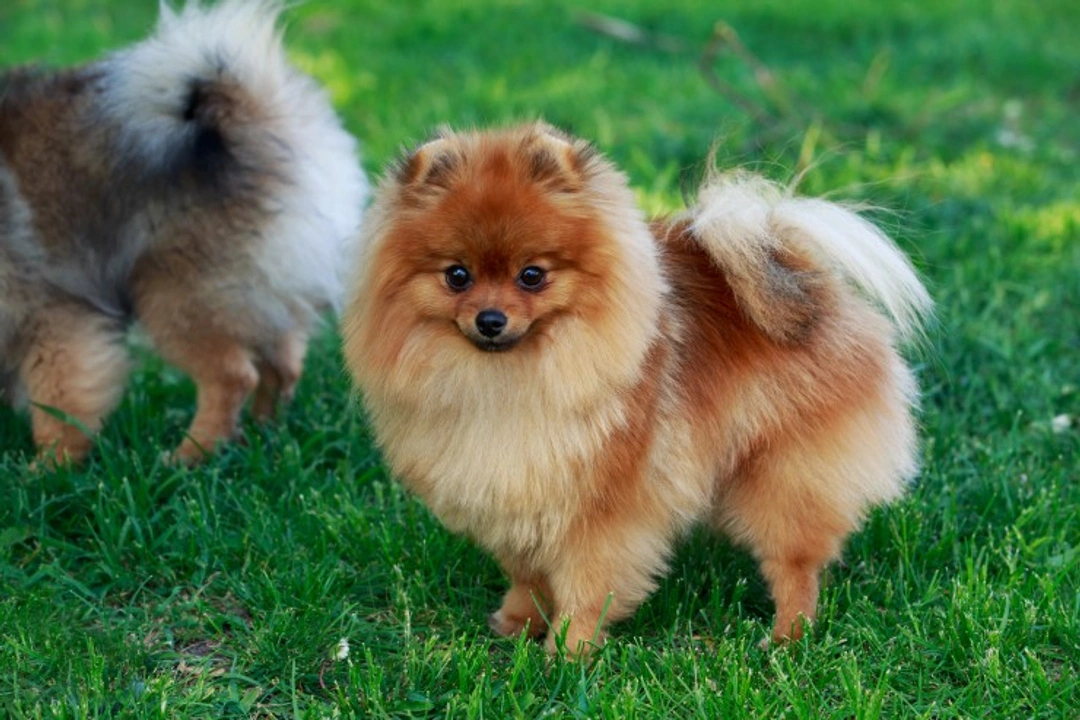Sick Sinus Syndrome in Pomeranians: Symptoms & Care