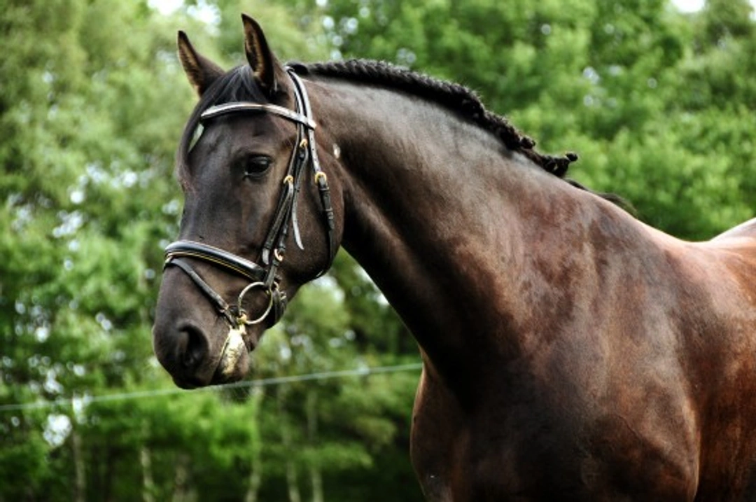 Caring for Your Horse After Vigorous Exercise: Essential Steps