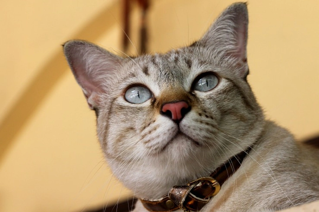 The Australian Mist Cat: Recently Recognised Breed in the UK