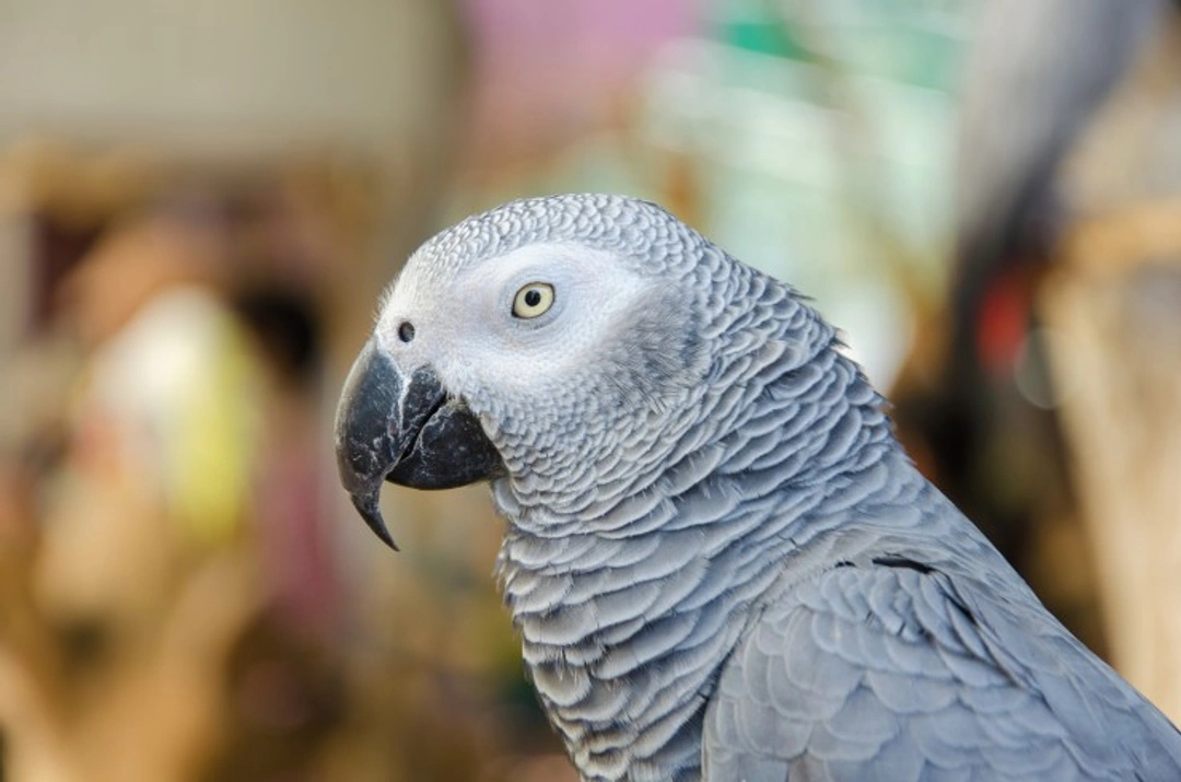 Important CITES Changes for Timneh & African Grey Parrots