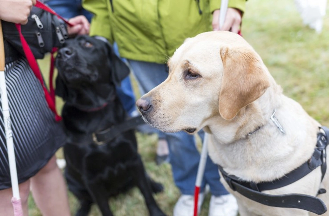 How to Treat a Working Assistance Dog When Out and About