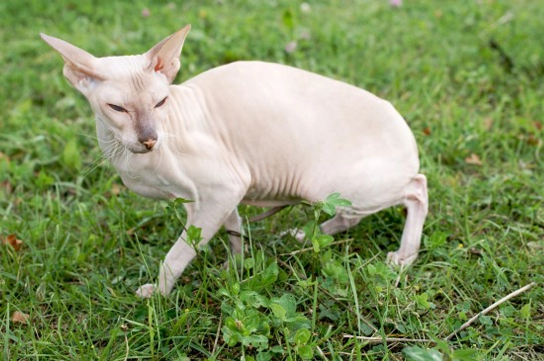 The Delightful Peterbald – Unique Hairless Cat Breed Care
