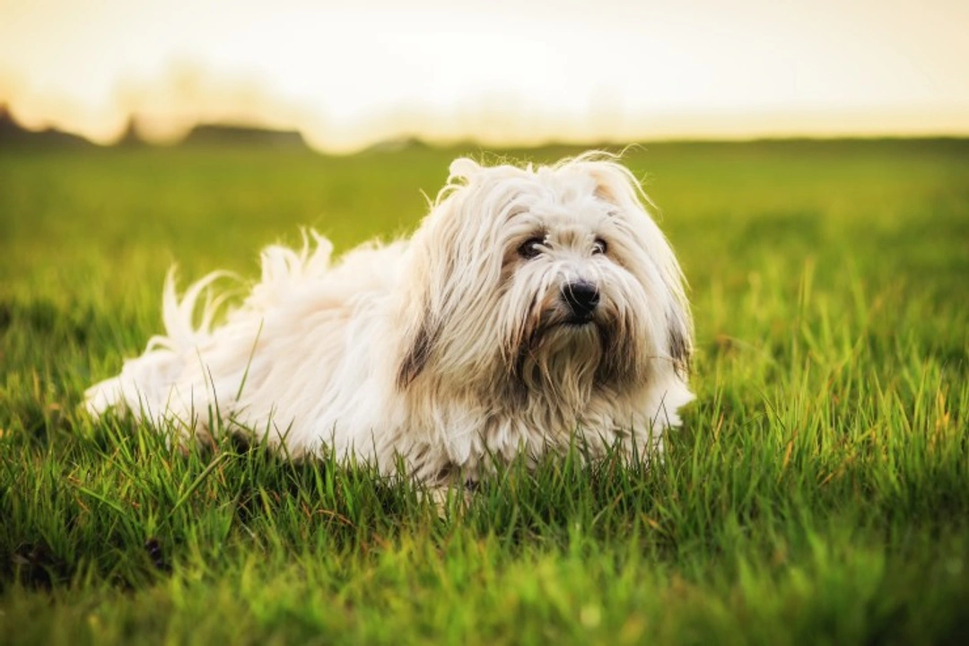 Neonatal Ataxia (Bandera’s Syndrome) in Coton de Tulear Dogs