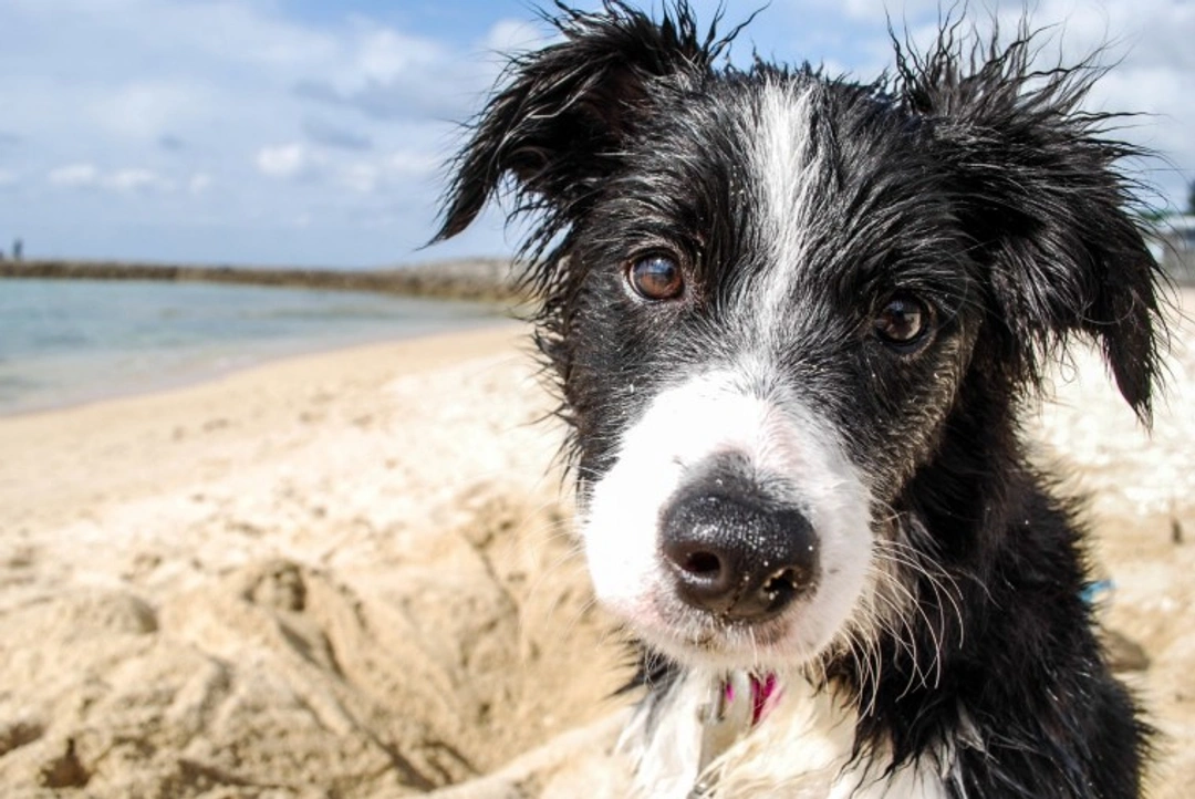 Keeping your dog safe at the beach this summer