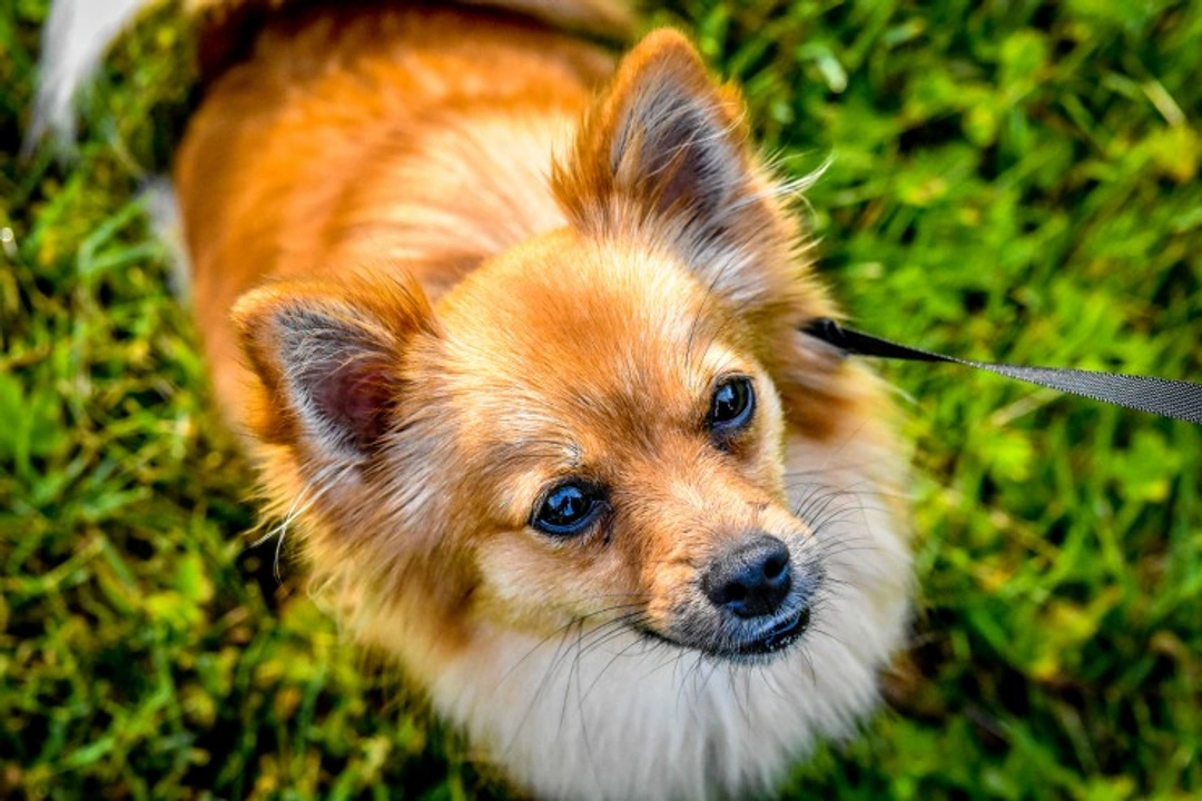 Is a Pomchi the Right Dog for You? Complete Guide