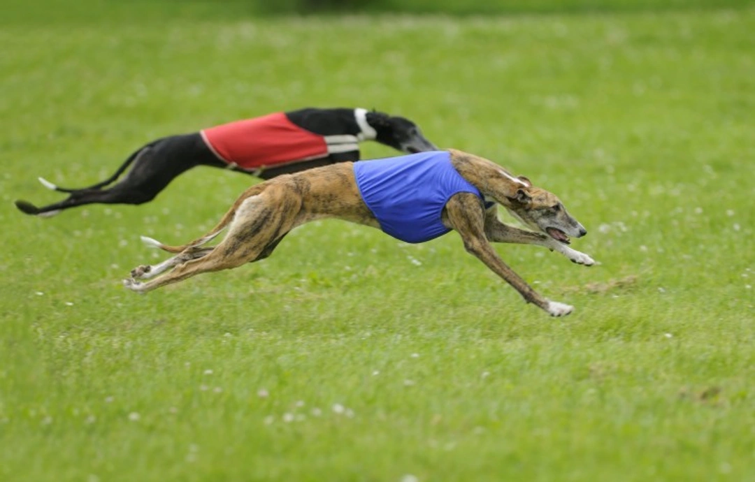 Lure Coursing for Sighthounds: A Complete Guide