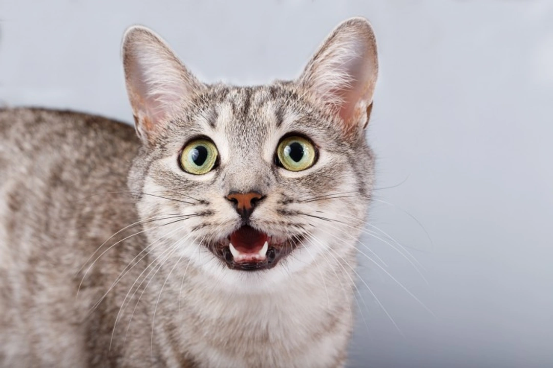Retained Baby Teeth in Kittens: What You Need to Know