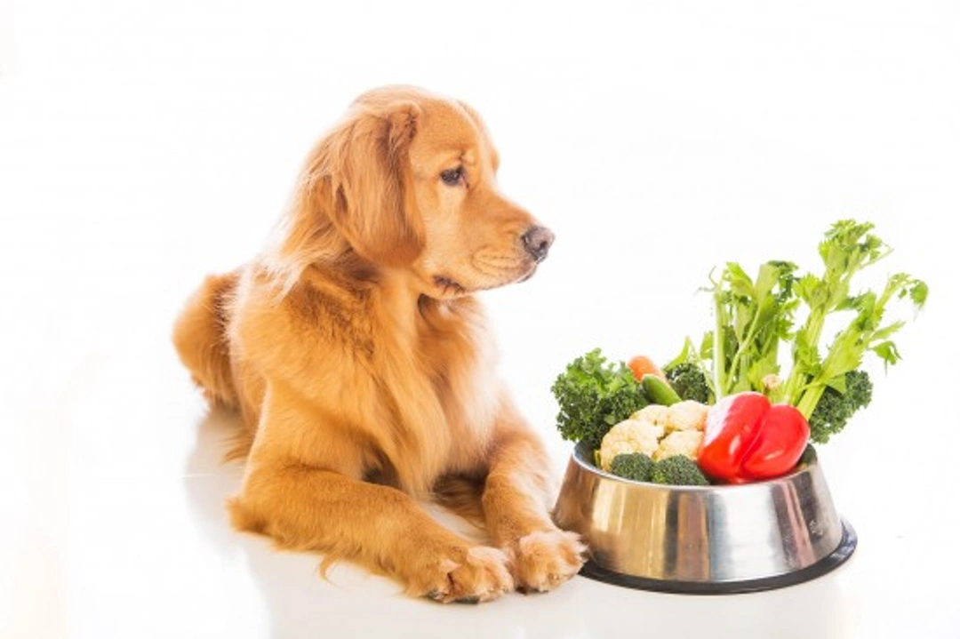 Vegan and Vegetarian Dog Diets: Care and Considerations